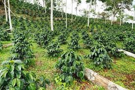 plantación de café
